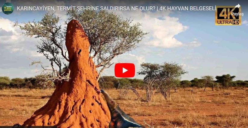 KARINCAYİYEN, TERMİT ŞEHRİNE SALDIRIRSA NE OLUR? | 4K HAYVAN BELGESELİ